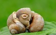 Burgundy Snails or Edible Snails (Helix pomatia) mating, North Rhine-Westphalia, Germany, Europe